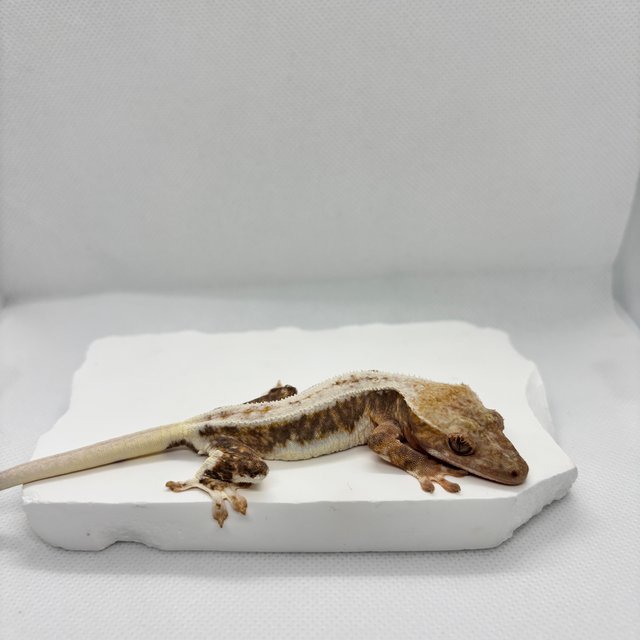 릴리화이트 드리피 솔리드백 화이트스팟 화이트포트홀 화이트핀