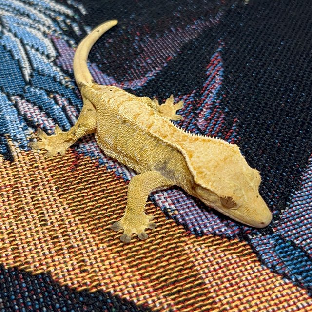 트라이 익스트림할리퀸 노멀