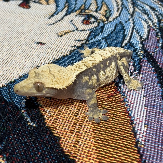 트라이 익스트림할리퀸 노멀