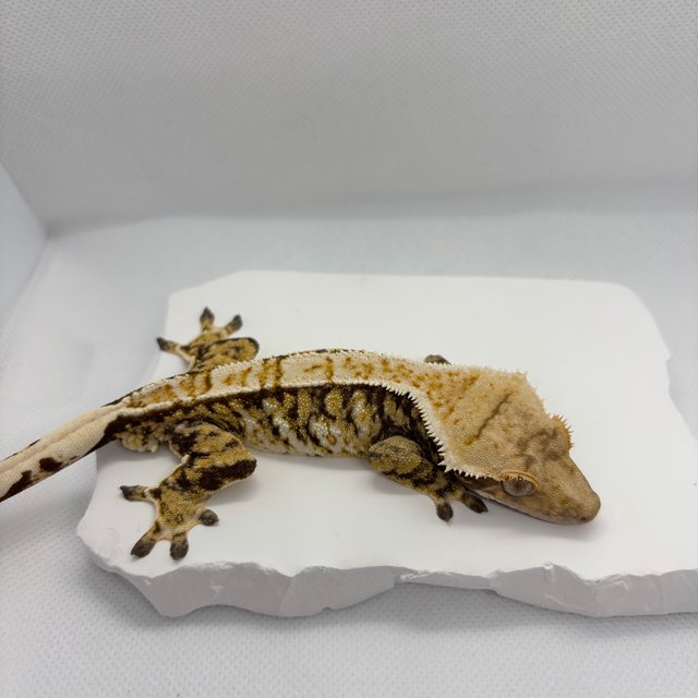 트라이 익스트림할리퀸 텐저린