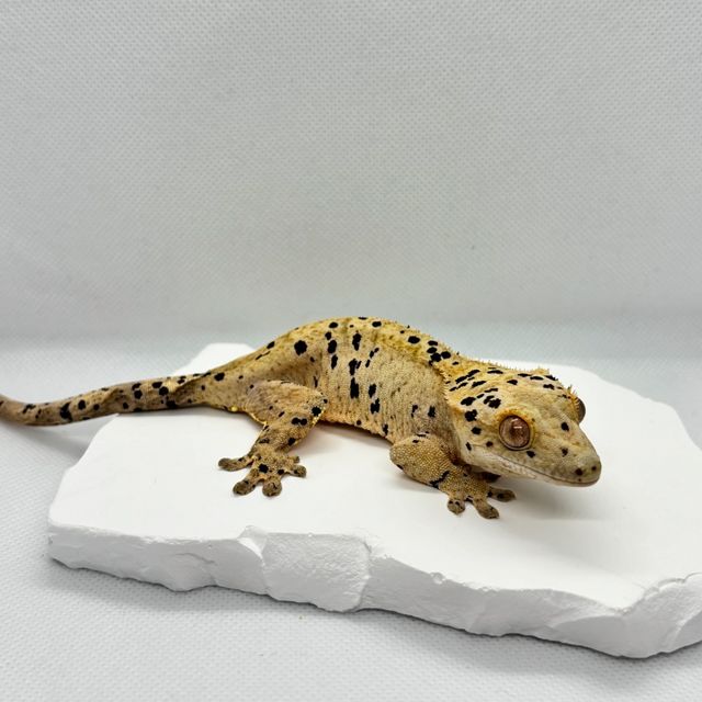 노멀 슈퍼달마시안