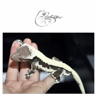 릴잔틱 (부)