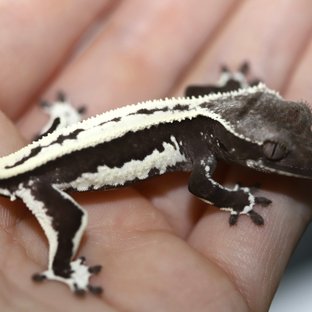 릴잔틱 핀스트라이프