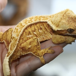 드리피 레드 노멀