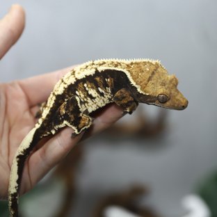 노멀 다크 텐저린