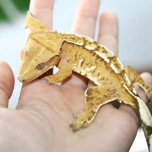 크림 크림시클 옐로우