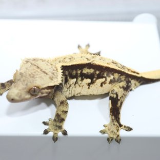 노멀 블랙 화이트 쿼드