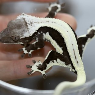 릴잔틱 솔리드백 핀스트라이프