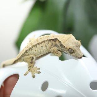 노멀 드리피 화이트스팟