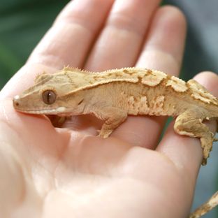 옐로우 크림 크림시클 노멀