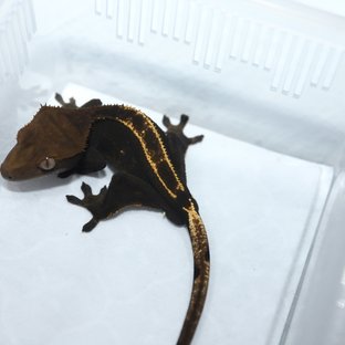 100%헷아잔틱 다크