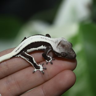 릴잔틱 솔리드백 핀스트라이프