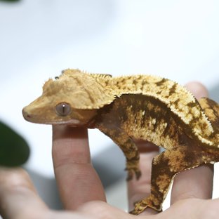 노멀 레드 화이트포트홀 트라이