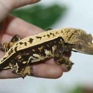 노멀 풀핀 쿼드 다크