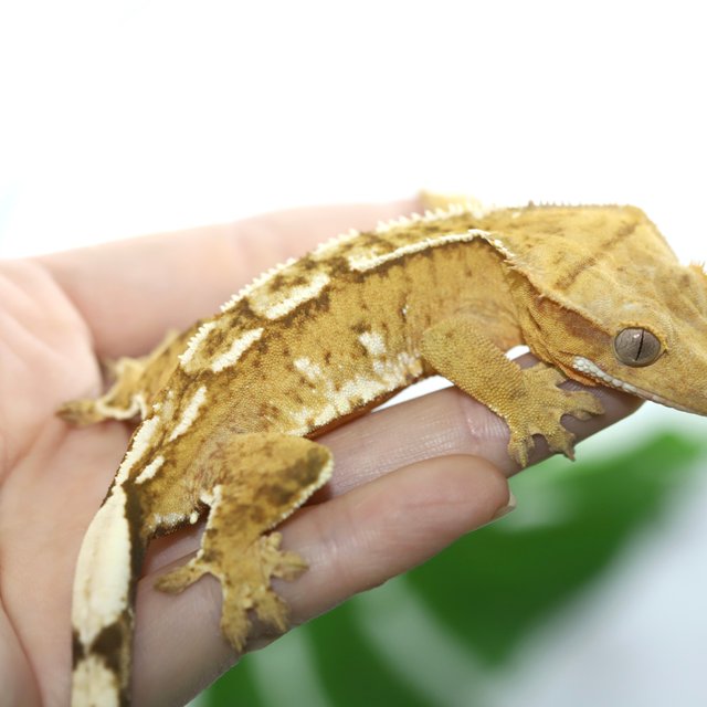 크림 크림시클 옐로우