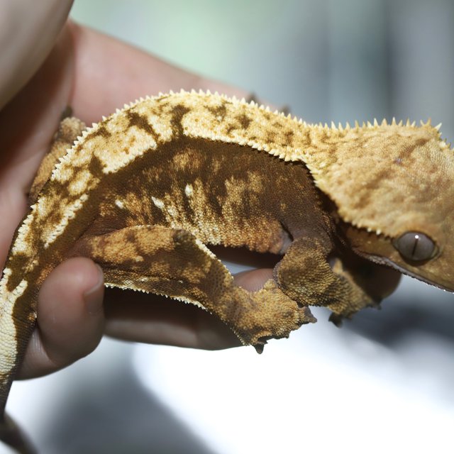 노멀 레드 화이트포트홀 트라이