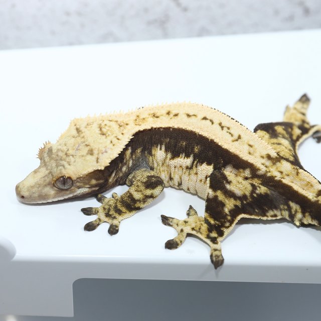 노멀 블랙 화이트 쿼드 화이트핀