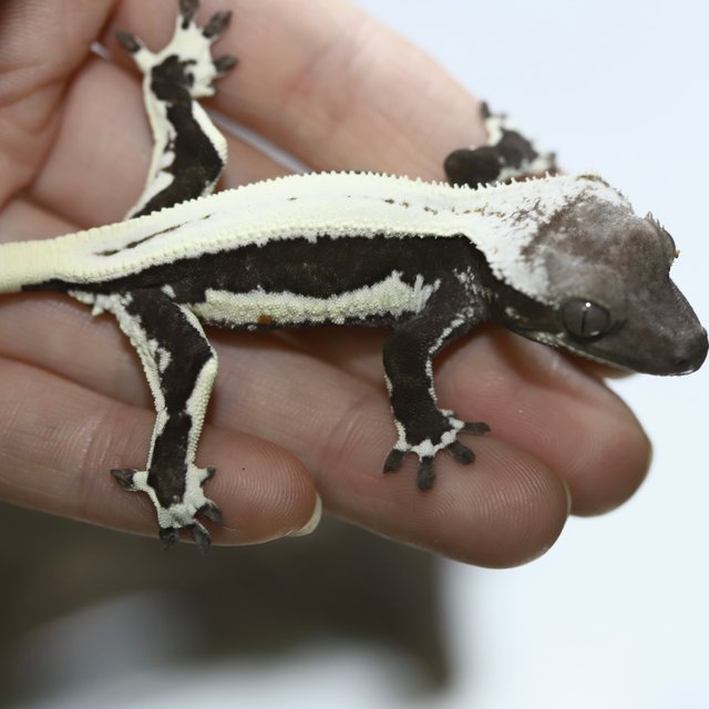 릴잔틱 솔리드백 핀스트라이프