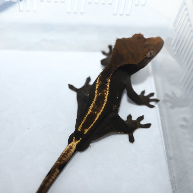 100%헷아잔틱 다크