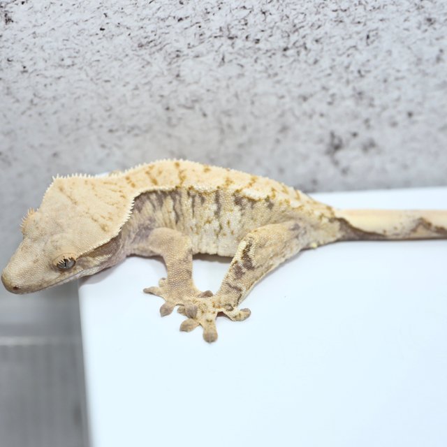 노멀 드리피 화이트스팟