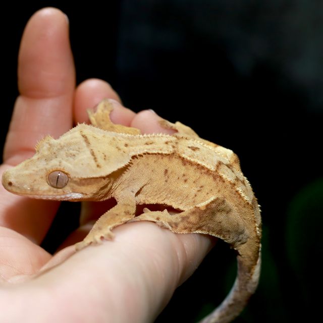 크림시클 노멀 크림