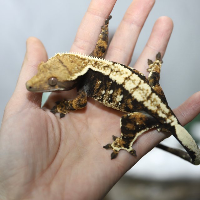 노멀 다크 텐저린