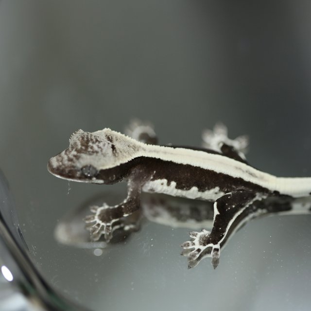 솔리드백 릴잔틱