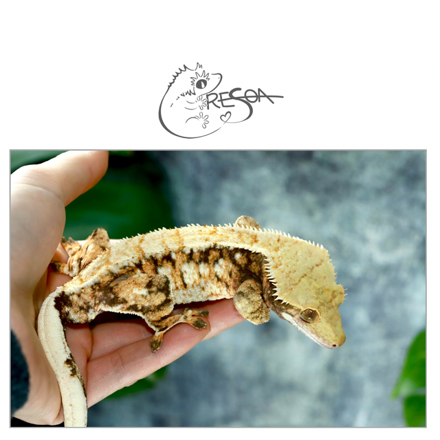 드리피 텐저린 바브 화이트스팟