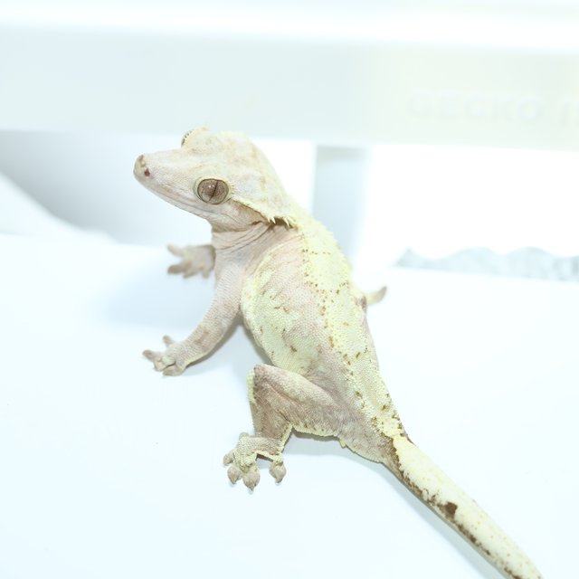 노멀 크림시클 스트로베리 크림