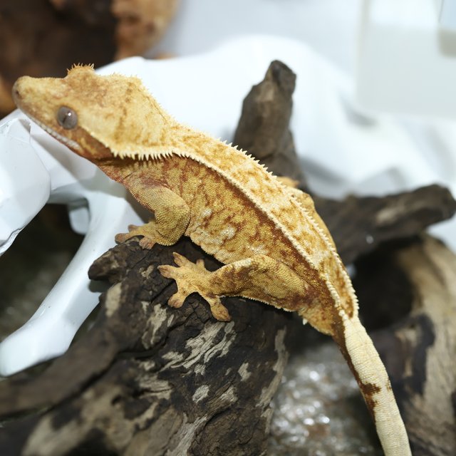 드리피 레드 노멀