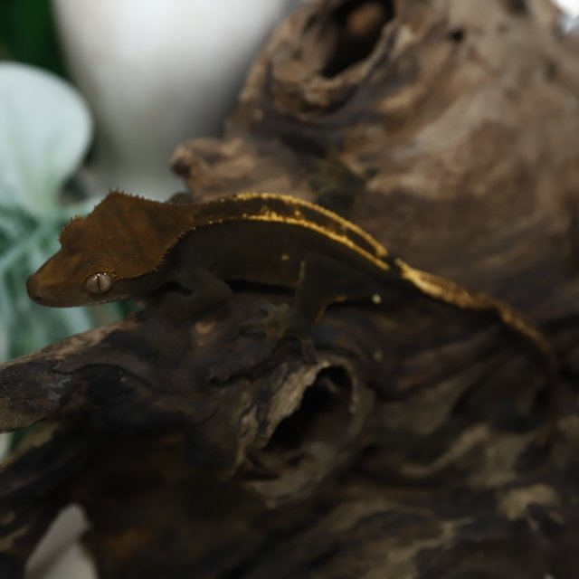 100%헷아잔틱 다크