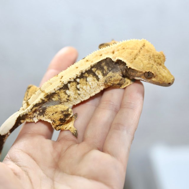 노멀 트라이 드리피 화이트핀