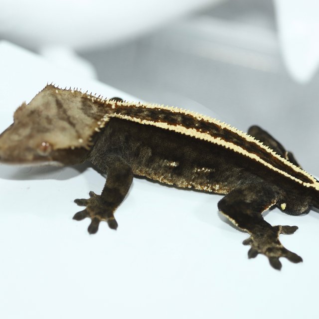 100%헷아잔틱 엠티백