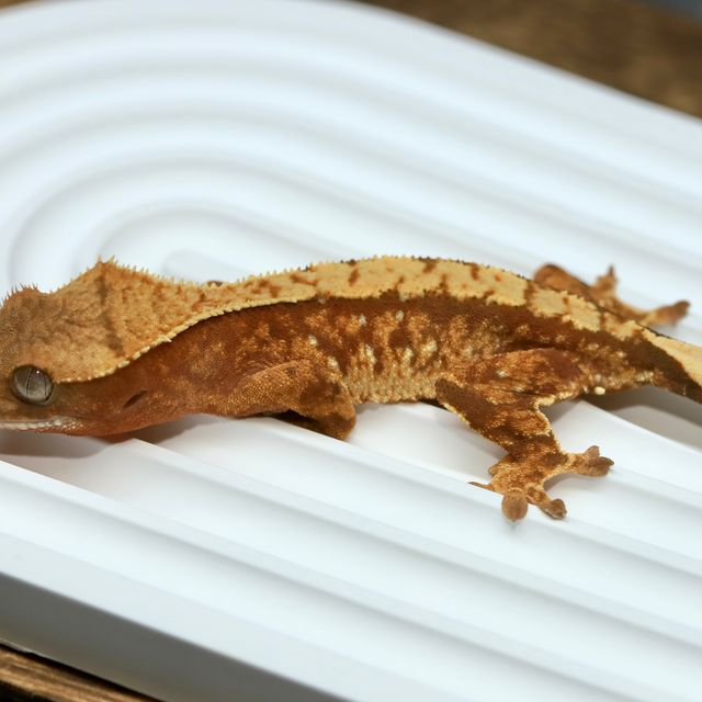 레드 트라이 바브 화이트포트홀