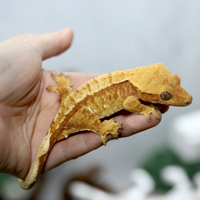 노멀 레드 트라이