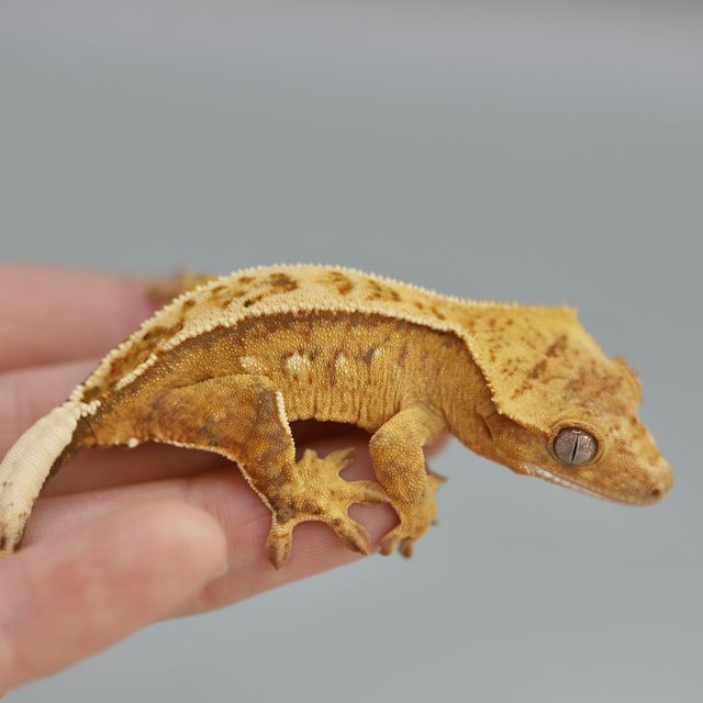 크림시클 크림 옐로우 노멀