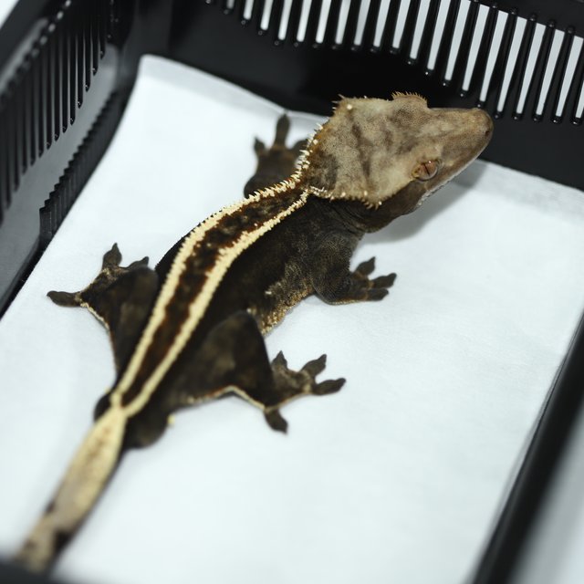 100%헷아잔틱 엠티백