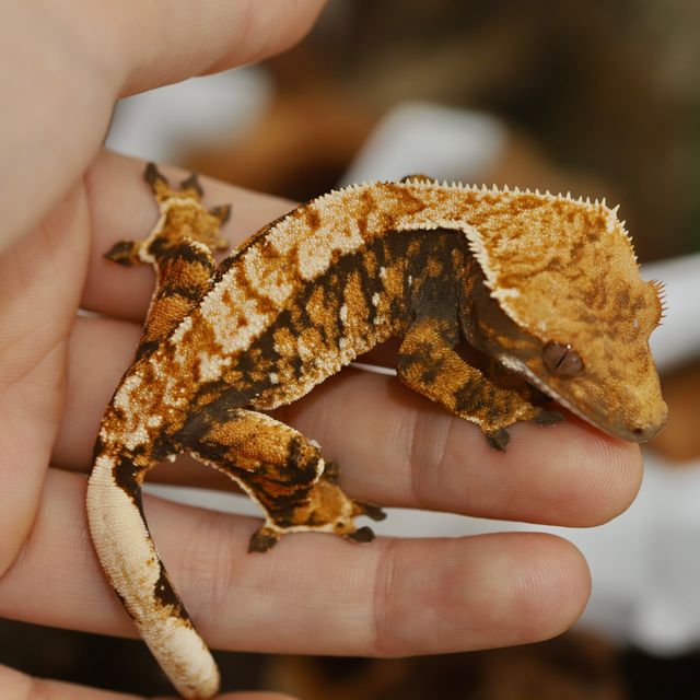 트라이 텐저린 바브