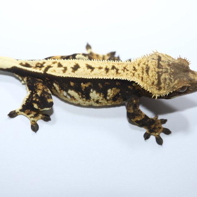 노멀 풀핀 쿼드 다크