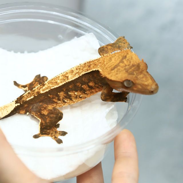 텐저린 트라이