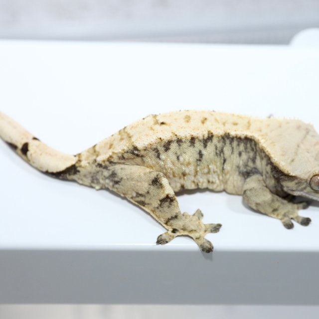 노멀 트라이 화이트핀