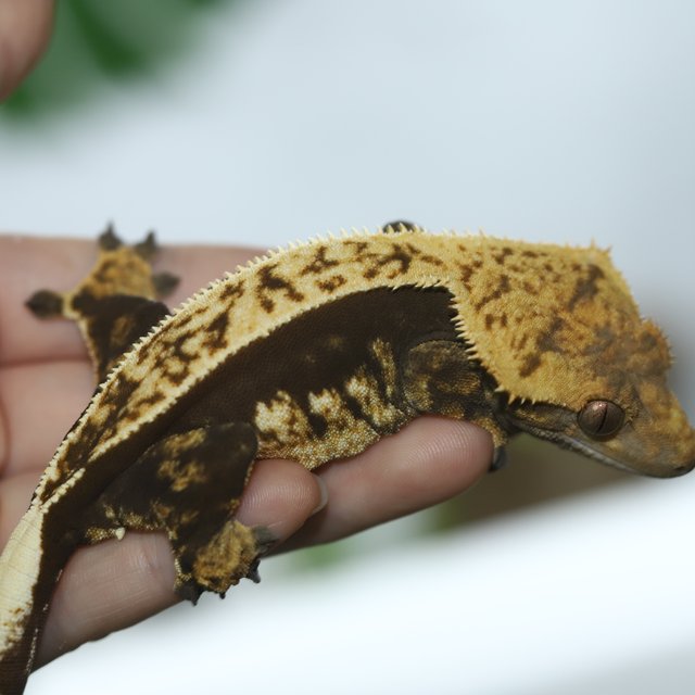 노멀 풀핀 쿼드 다크