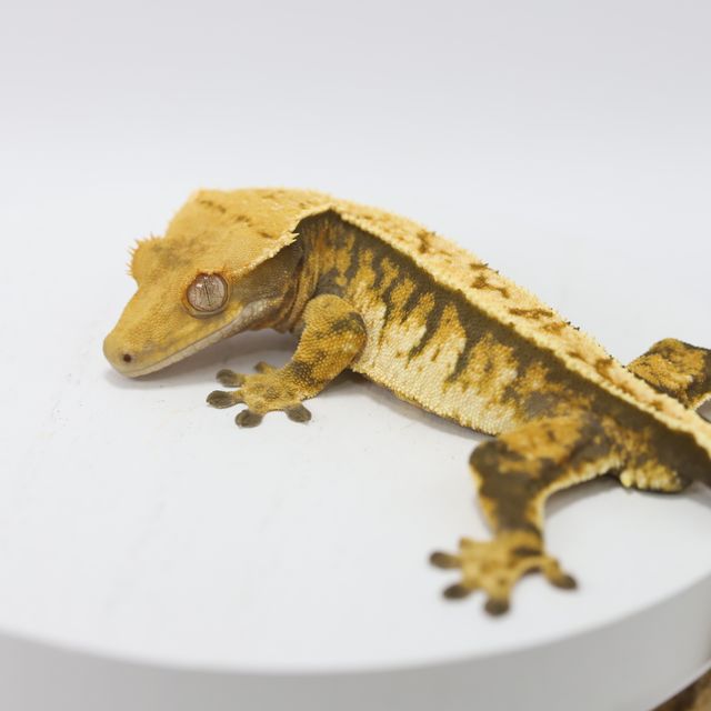트라이 바브