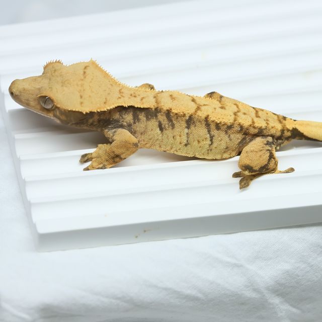 트라이