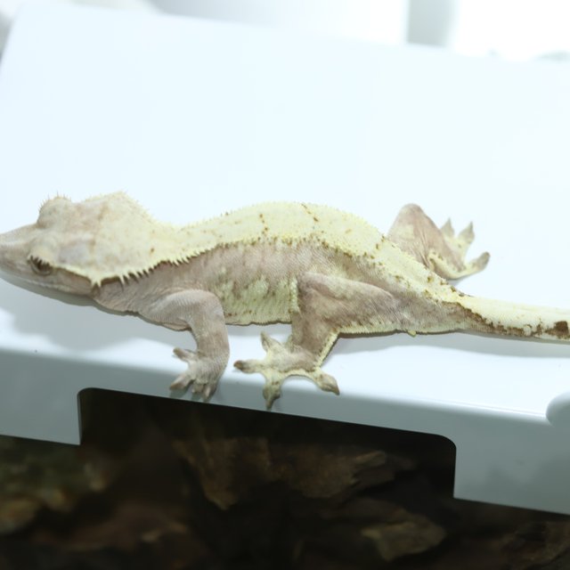 노멀 크림시클 스트로베리 크림