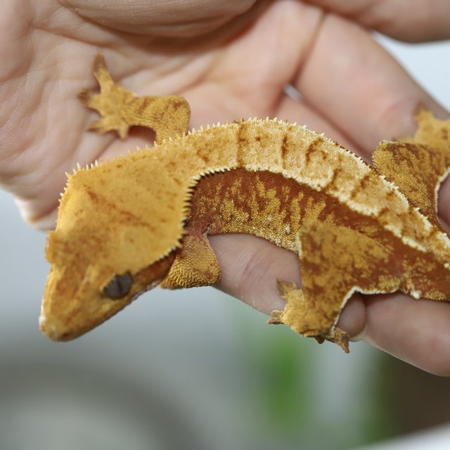 노멀 레드 트라이