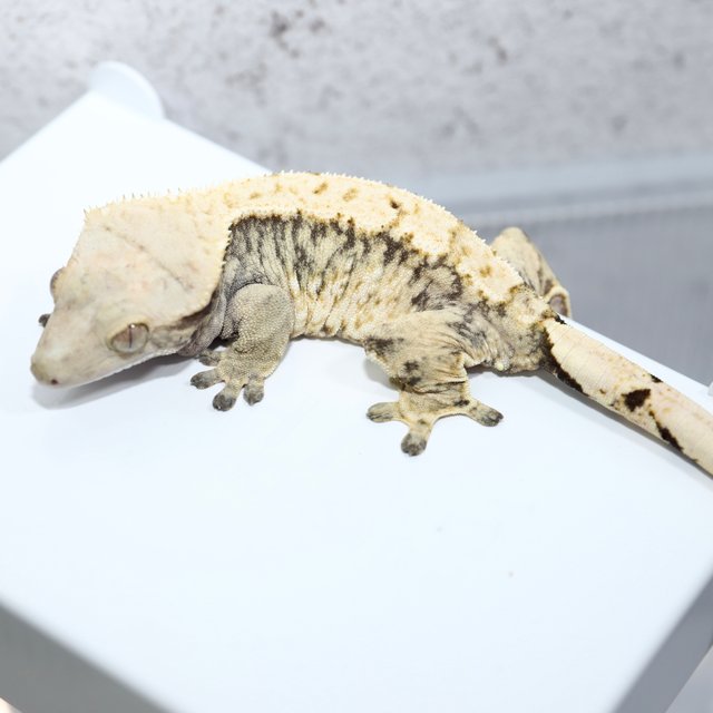 노멀 트라이 화이트핀