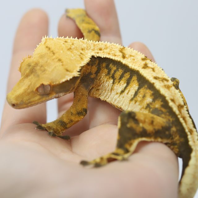 트라이 바브