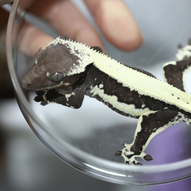 릴잔틱 솔리드백