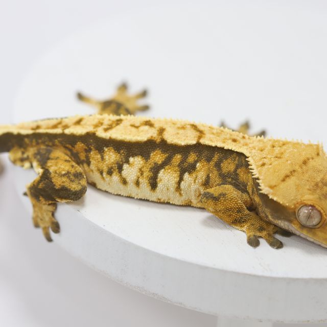 트라이 바브
